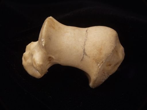 Papio cf. hamadryas