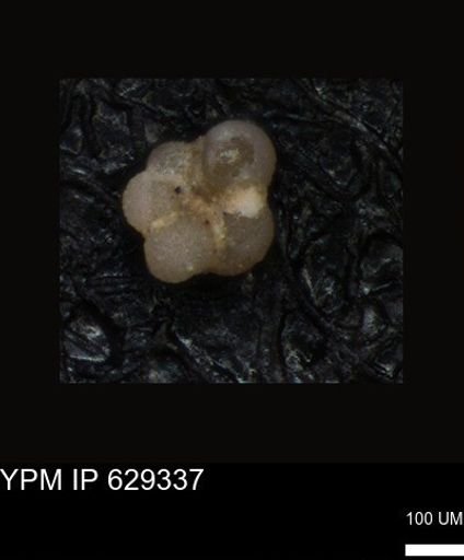 undet. Foraminiferida