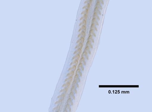 Astyris diaphana