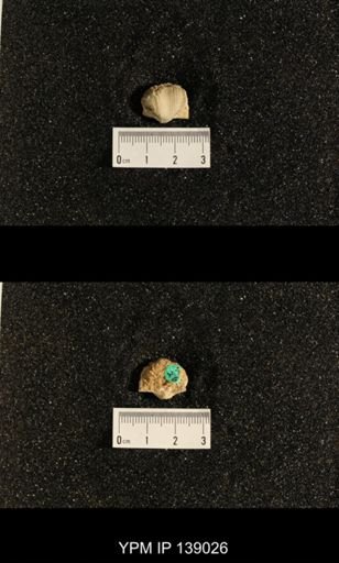 Productus (Dictyoclostus) gratiosus