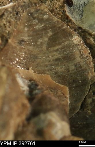 Protocardia sp.