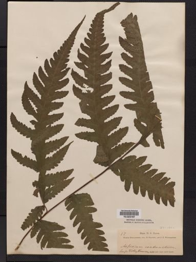 Tectaria