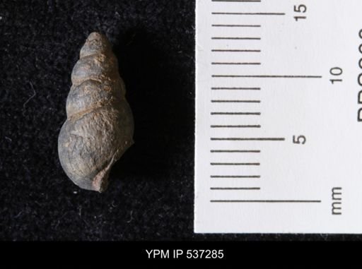 Goniobasis ortmanni