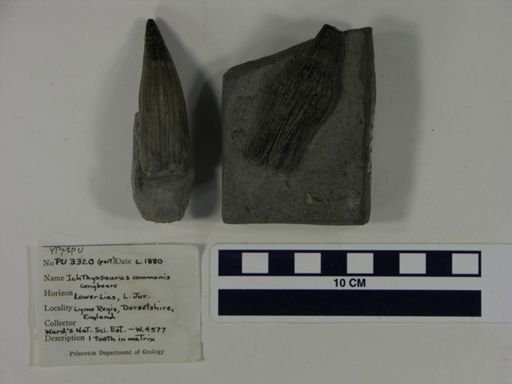 Ichthyosaurus communis