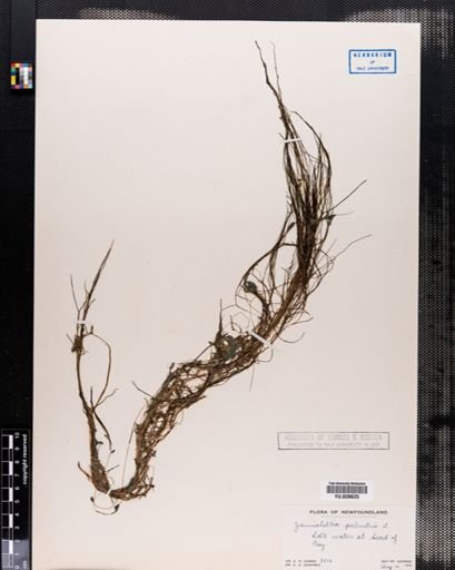 Zannichellia palustris