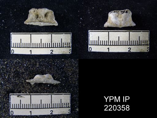 Lissochonetes geinitzianus