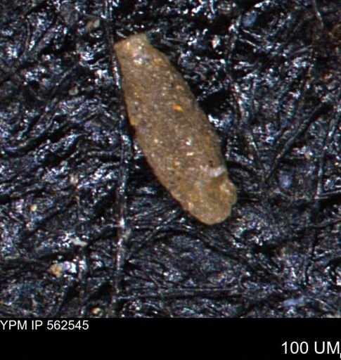 Foraminiferida?