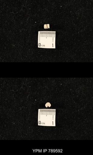 undet. Bryozoa