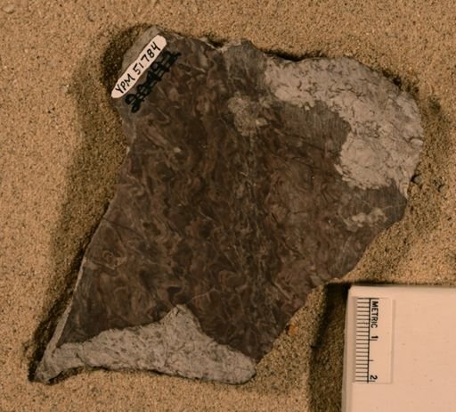 Collenia kona