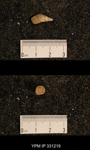 Meekospira sp.