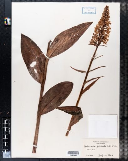 Habenaria fimbriata