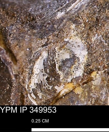 undet. Bivalvia