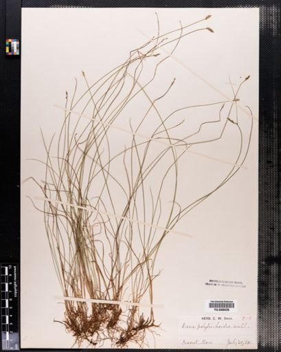 Carex leptalea