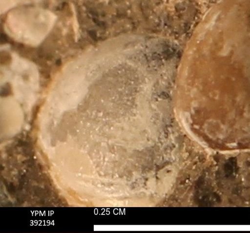 Protocardia sp.