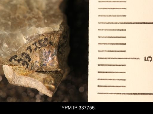 undet. Ammonoidea
