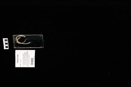 Phyllorhynchus decurtatus