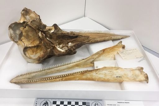 Delphinus delphis