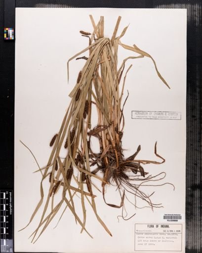 Carex granularis