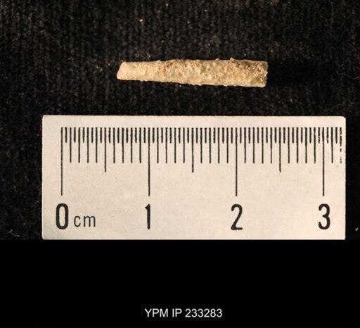 Archaeocidaris sp.