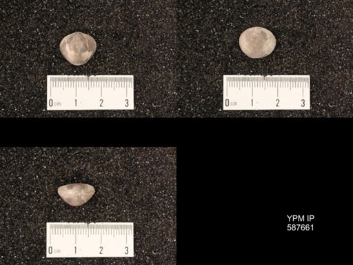 Atrypa concinna