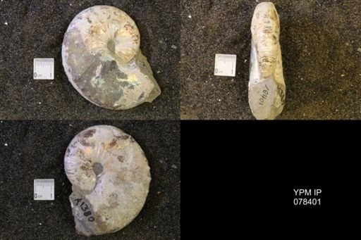 Hoploscaphites nicolletii