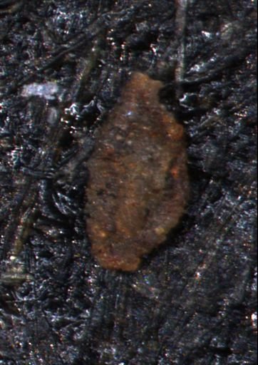 Miliammina manitobensis