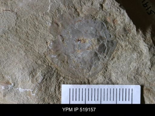 Microschedia sp.