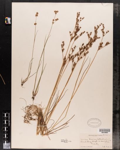 Juncus brevicaudatus