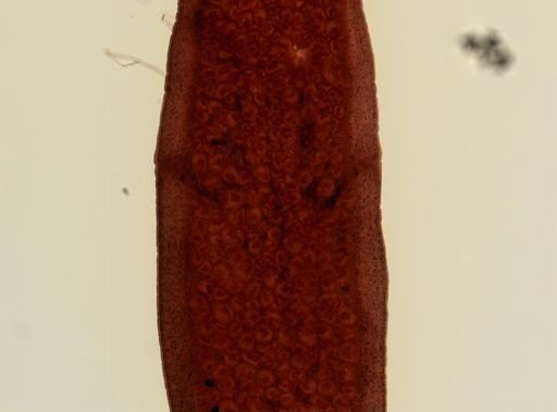 Dipylidium caninum