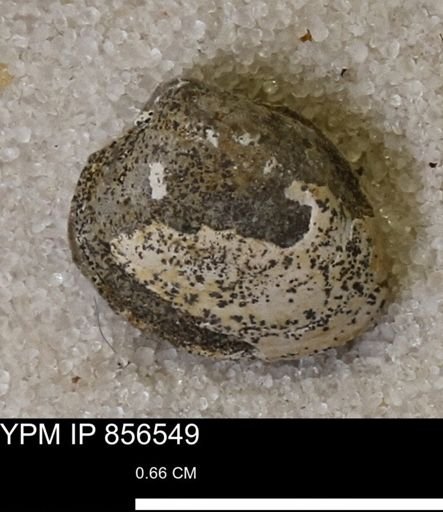 Protocardia sp.