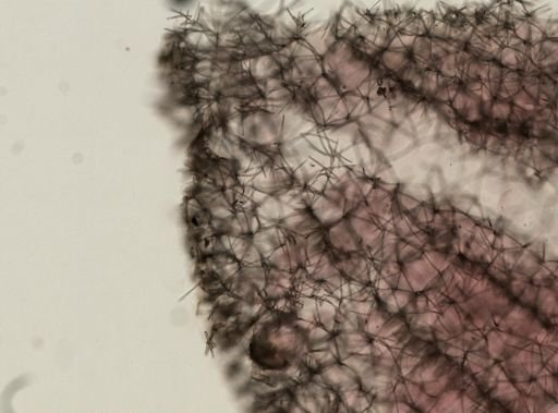 Petrosia?