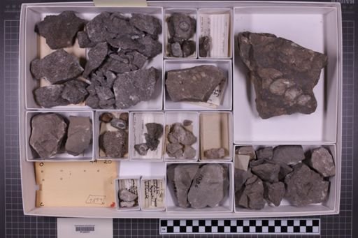 mixed taxa, stratigraphic collection