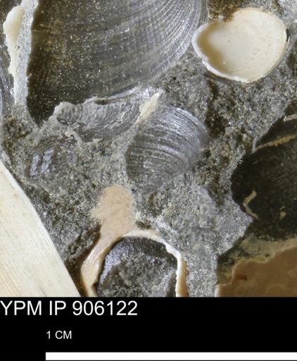 Limopsis striatopunctatus
