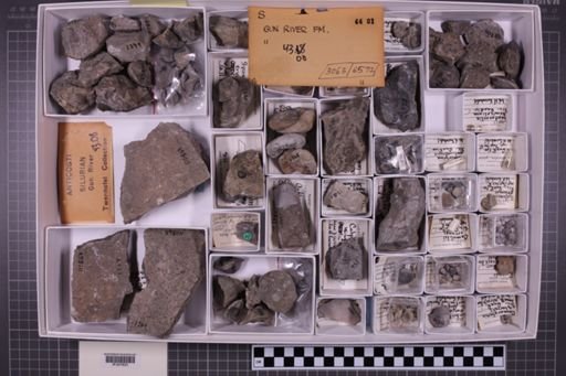 mixed taxa, stratigraphic collection