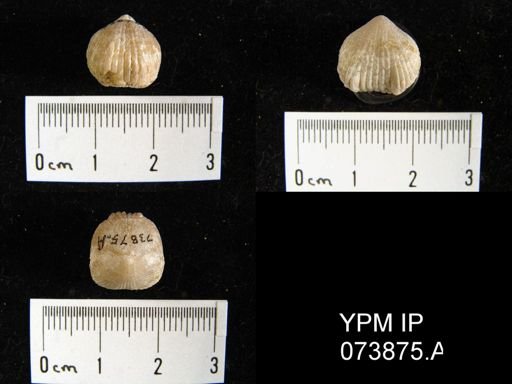 Wilsonella saffordi