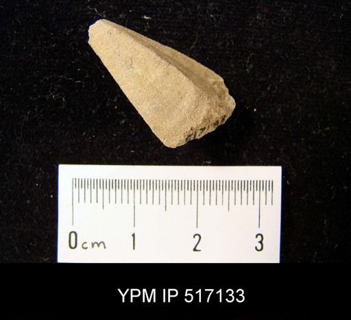 Conularia anomala