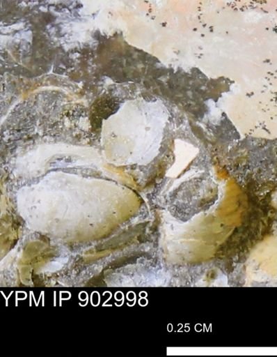 undet. Bivalvia