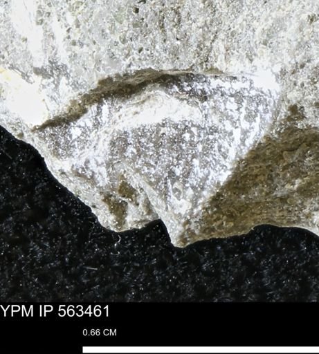 Oxytoma (Hypoxytoma) nebrascana