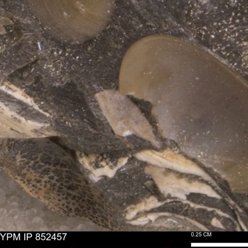 Limopsis striatopunctatus