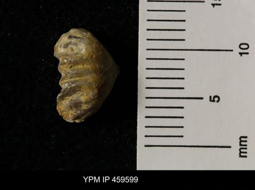 Wellerella delicatula