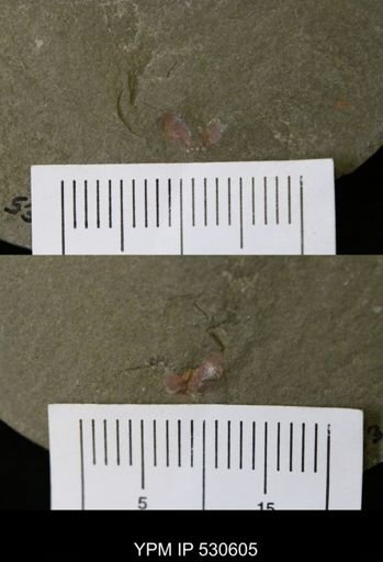 undet. Trilobita