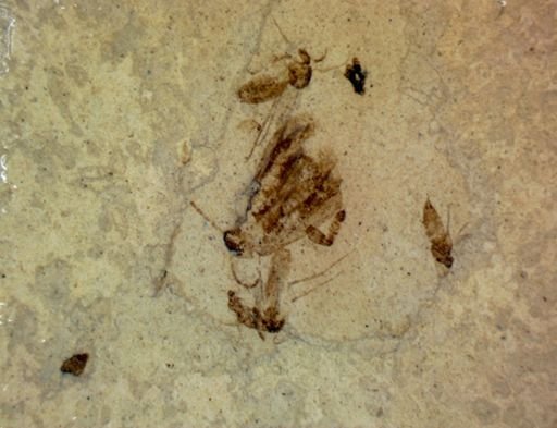 undet. Hexapoda