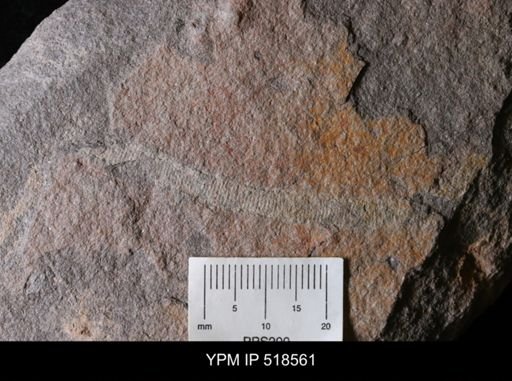 Palaeoscolex?