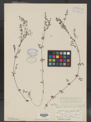 Galium tinctorium
