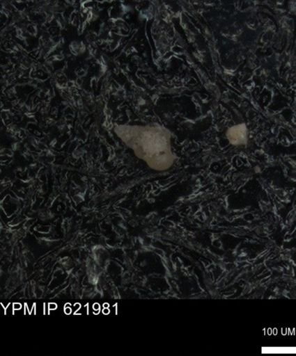 Heterohelicidae?
