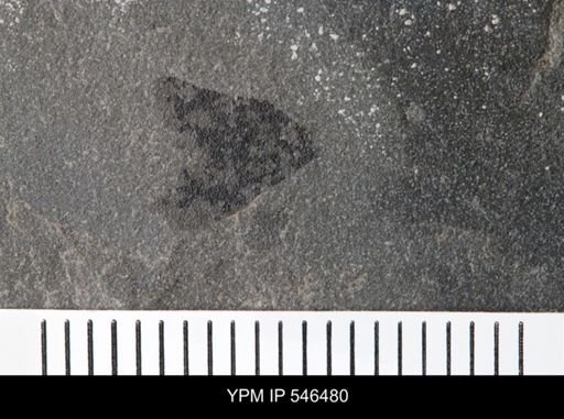 undet. Eurypterida