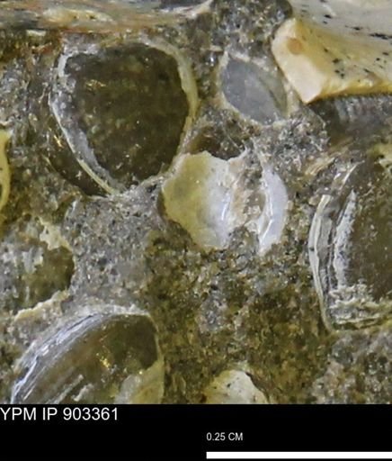 undet. Bivalvia