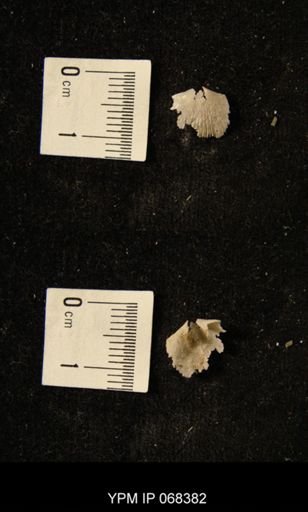 undet. Brachiopoda