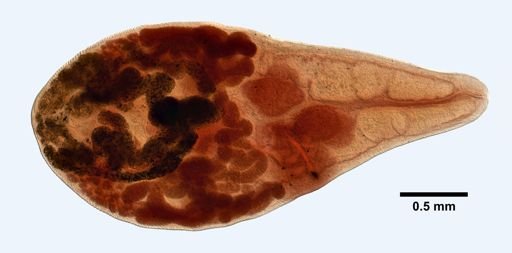 Loxogenes bicolor