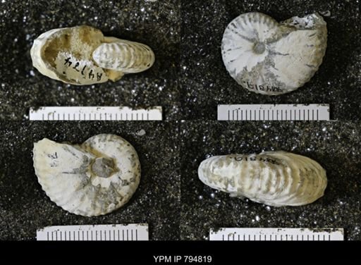 Phelopteria linguaeformis